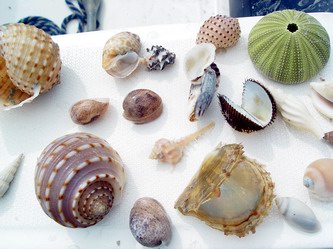 Shells at Buffalo Bay beach