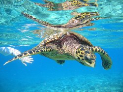underwater adventure