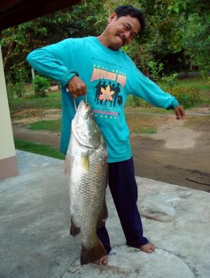 Big barramundi 