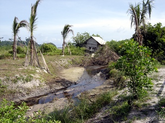 After palnting coconut trees