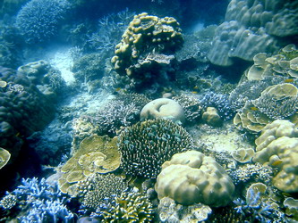 surin island phayam trip