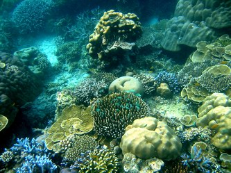 reef surin island