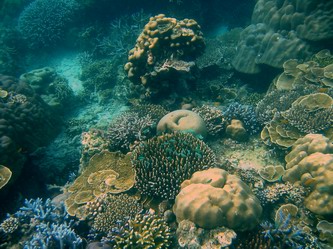 corals at koh phayam