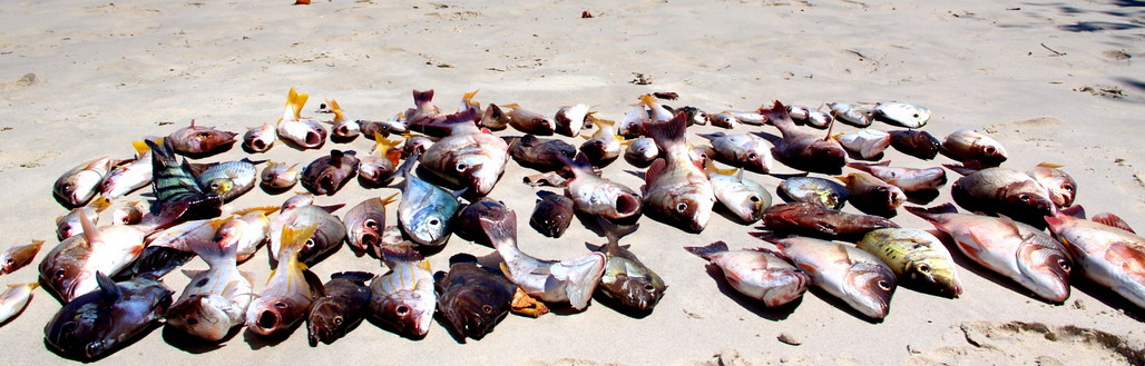 fish at buffalo bay thailand