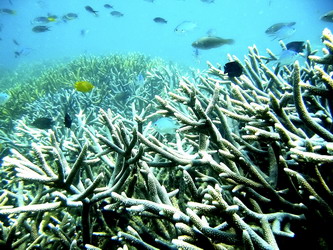 snorkel phayam island