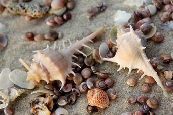 shells phayam