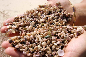 buffalo bay small shells