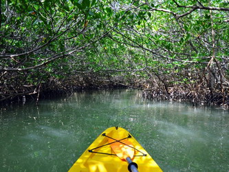 mangrove forest phayam island