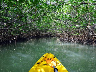 mangrove forest phayam island
