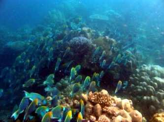 fishes at koh phayam island