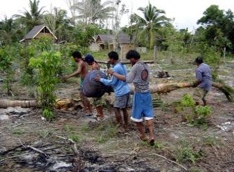 Plant coconut trees in Ko Phayam