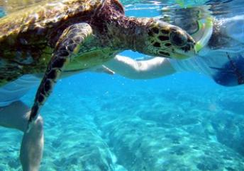 snorkeling pahaym island