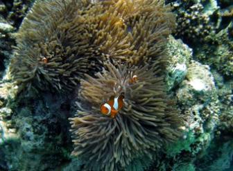 clown fish phayam